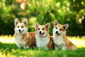 All our pembroke welsh corgi puppies for sale come with the following: Pembroke Welsh Corgi Dog Breed Information