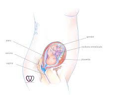 18ª Settimana di Gravidanza: sintomi e sviluppo del bambino