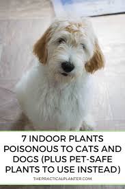 Remembering account, browser, and regional preferences. 7 Indoor Plants Poisonous To Cats And Dogs Plus Pet Safe Plants To Use Instead The Practical Planter
