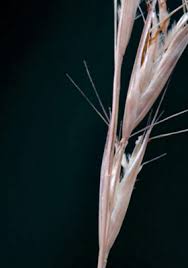 Image result for Rytidosperma davyi