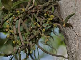 Image result for Rhipidoglossum