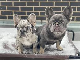 Check spelling or type a new query. Texas Elite Frenchies Home Facebook