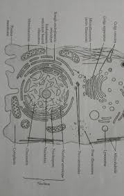 Animal cell structure black and white. Diagram Of Animal Cell Brainly In