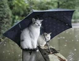 The sea broke in a long line in the rain and slipped back down the beach to come up and break again in a long line in the rain. 60 Hq Images Cat In The Rain Summary Short Story Analysis Cat In The Rain By Ernest Hemingway Jus Qgll2