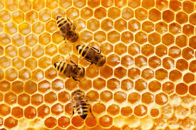 Here's how you can and why you should. How The Internet Is Helping Save The Bees Saving Earth Encyclopedia Britannica