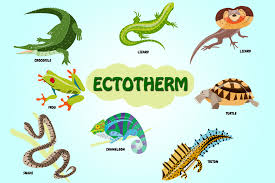 Cold blooded animals are capable of adjusting to the temperature of their environment, whereas warm blooded animals already have a temperature adjustment centre right in their bodies that keep them at a stable temperature of around 37 degrees celsius. Ectotherm Definition Exaplanation And Examples Ectothermic Animals