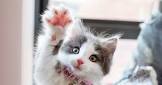 funny amimals tvs