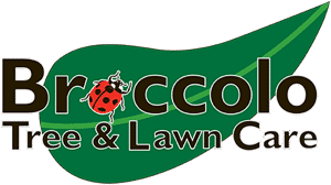 Toiling on your lawn throughout the summer just to watch it get dumped on by foot after foot of snow every winter can get pretty frustrating—especially if you're still. Garden Center Events Broccolo Tree Lawn Care Rochester Ny