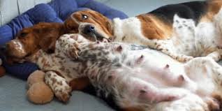 That is because she has not yet reached full physical or psychological maturity during her first two cycles. Pregnant Dog Nipples