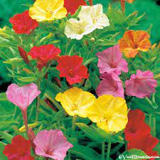 Belle De Nuit Mirabilis Jalapa Beautiful Flowers Flowers Four O Clock