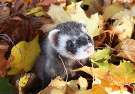 Szeretettel köszöntelek a nagy magyarország klub közösségi oldalán! 6 Csodaszep Oszi Hatterkep A Gepedre Toltsd Le Oket Most Nagy Felbontasban Ingyen Terasz Femina