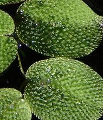 Image result for Salviniaceae