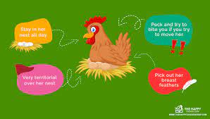 If you can react within a day or two of her sitting, she should go back to being a normal hen within a couple of days and start laying again after a week. What Exactly Is A Broody Hen And How To Stop It