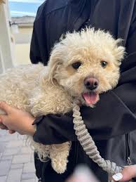 ADOPTED‼️ Update 1/8 Pup was never claimed and has been rehomed and adopted  to foster. He is happy healthy and thriving! Thank you to everyone who  offered to help and spread the