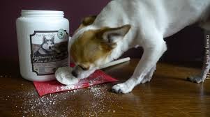 Her blog, focus on animals. Diatomaceous Earth For Dogs The Best Natural Killer Of Parasites