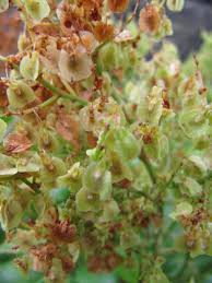Image result for Rumex lanceolatus