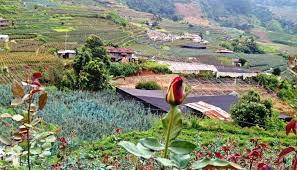 Cordilleranow Com Nbspthis Website Is For Sale Nbspcordilleranow Resources And Information Tourist Spots Flower Farm Tourist