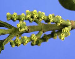 Image result for Strombosiopsis tetrandra