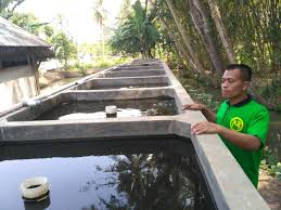 Budidaya Gurami Sistem Boster Irit Lahan Cendana News