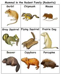 Rodent Chart Rodents Mammals Animals Pets