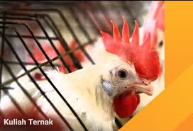 Namun, jenis ayam petelur ringan komersial telah banyak dijual di indonesia. Jenis Jenis Tipe Tipe Ras Ayam Petelur Secara Umum Kuliah Ternak