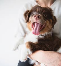 Please share this post and the position statement as far and wide as you can. Trends In Your Inbox New Puppy Behavior Tips