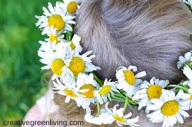 Daisy flowers sold near me. How To Make A Daisy Flower Crown With Real Flowers Creative Green Living