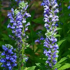 Image result for lobelia