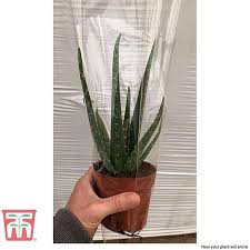 Some aloe parents can do no wrong, while others feel they can't aloes just don't want the kind of attentive care and common enjoyments that most other plants eat up. Aloe Vera House Plant Thompson Morgan