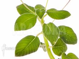 Image result for Streptocarpus sp.nov. aff. S. grandis