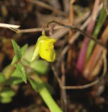 Image result for Utricularia scandens