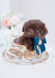 Then there are also shitzu mix puppies for sale, like. Shih Tzu Puppies For Sale Near Me 2020