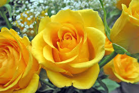 Yellow Flowers Rose Flower Pictures Yellow Roses Rose Flower