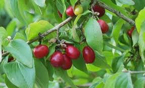 Kornelkirsche Ein Vitaminreiches Wildobst Kornelkirsche Heilpflanzen Garten Pflanzen