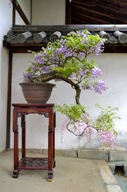 See more ideas about bonsai tree, bonsai, bonsai tree types. Dsc 0654 Wisteria Bonsai Bonsai Tree Types Indoor Bonsai Tree