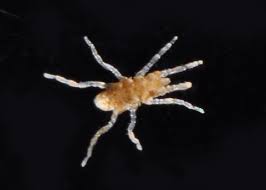 Image result for Pycnosphaera