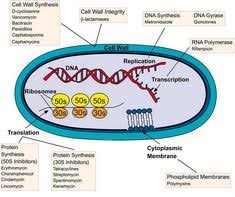 Gain a general knowledge of how antibiotics kill bacteria in the body then, give an explanation of how antibiotics work to inhibit and destroy bacteria, as provided in the. Byanprima Byanprima Profile Pinterest