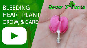 Growing a healthy, strong plant. Bleeding Heart Plant How To Grow Care