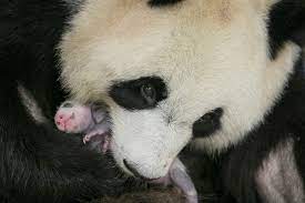 Retrouvez près de 500 produits sur la boutique du zooparc de beauval : Un Bebe Panda Pour 2020 Yuanmenggrandfrere Beauval Actus