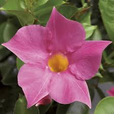 Image result for dipladenie hybrida rio obrázek