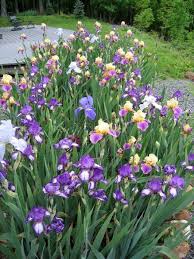 Iris Garden Iris Garden Garden Bulbs Outdoor Flowers