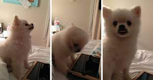 The first few days in your home with your new puppy can be the most rewarding and exciting time. This Pomeranian Has The Cutest Sneeze You Ll Ever See Watch With Sound Bored Panda