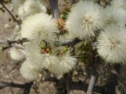 Image result for Acacia mellifera