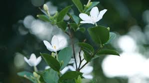 How To Grow And Care For Gardenia Plants Give me the new one first. how to grow a gardenia indoors