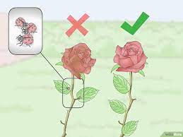 Sep 06, 2020 · by adding flowers in resin, you can create and preserve beautiful mementos, make a special birthday gift or add resin flowers to art and decorate your home in a fashionable, inexpensive way. How To Preserve Flowers With Hairspray Artofit