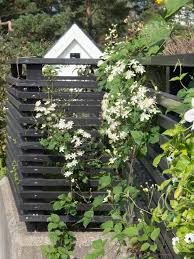 Maybe you would like to learn more about one of these? Ny Favorittklematis Summer Snow Paul Farges Moseplassen Moderne Gjerde Hagegjerde Klematis