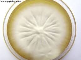Pin Na Doske Mycology