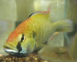 Auf ein wunderbares neues schuljahr mit tollen lehrern, netten mitschülern und ganz viel spaß am lernen! Astatotilapia Calliptera Wikipedia