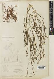 Image result for Euclasta condylotricha