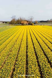 Peter specializes in private and vip tours to all well known, but also hidden flower destinations in holland (the netherlands). The Best Tulip Fields Netherlands Map Once Upon A Journey